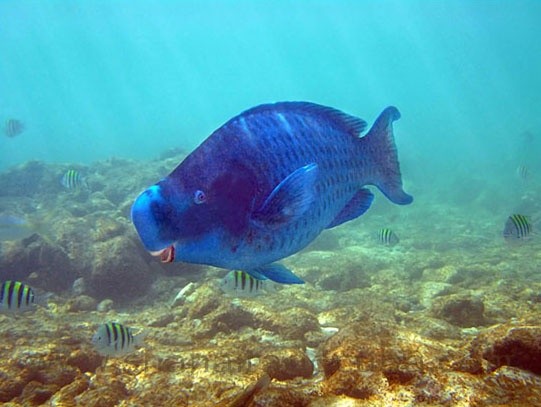 Photo:  Blue Parrotfish 
